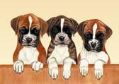 Boxer Puppies